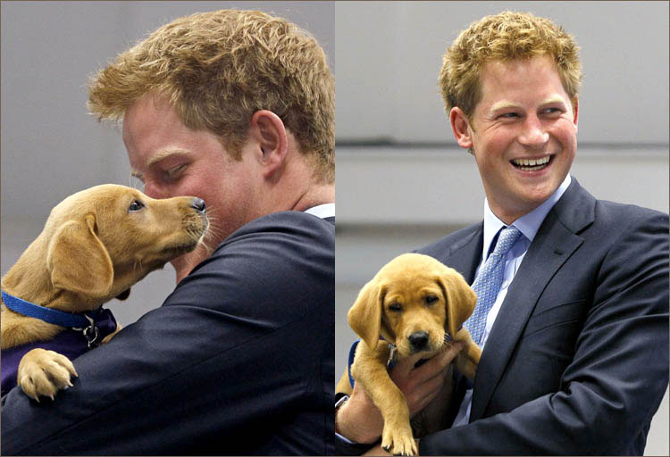 Принц Гарри со щенком