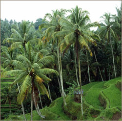 Бали, рисовые террасы