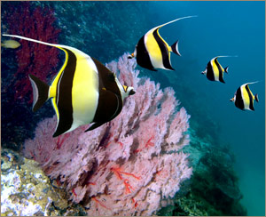 Многообразие рыб и кораллов
