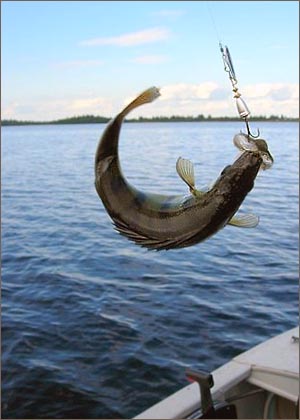 Рыбалка в Астраханском крае